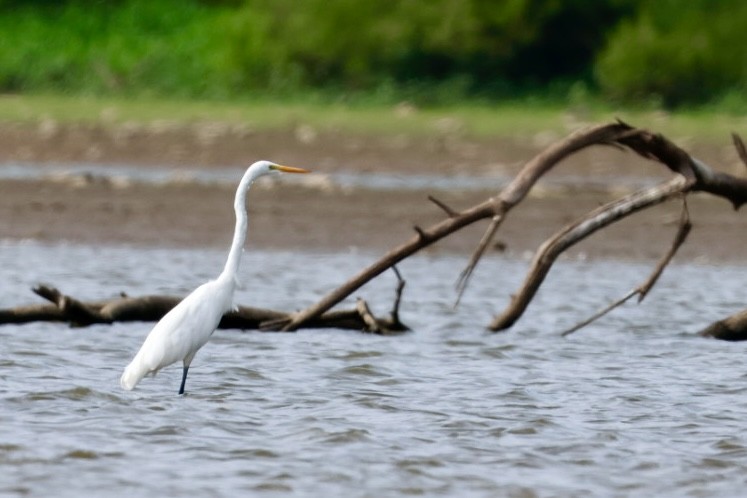 volavka bílá - ML640833682