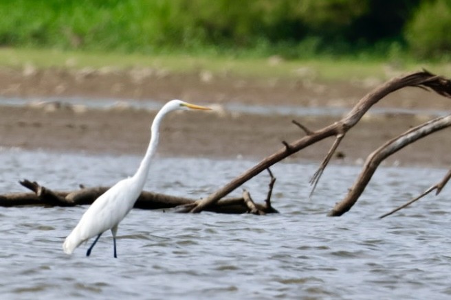 volavka bílá - ML640833683