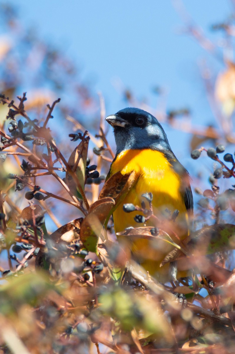 Blue-and-yellow Tanager - ML640833696