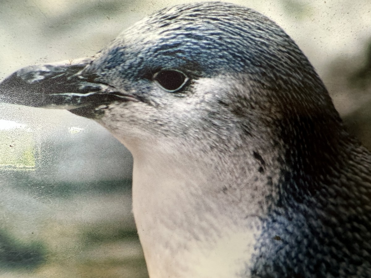 Little Penguin - ML640833739
