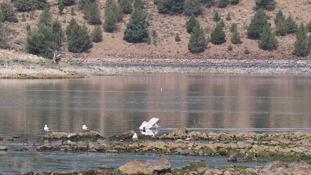 American White Pelican - ML640833745