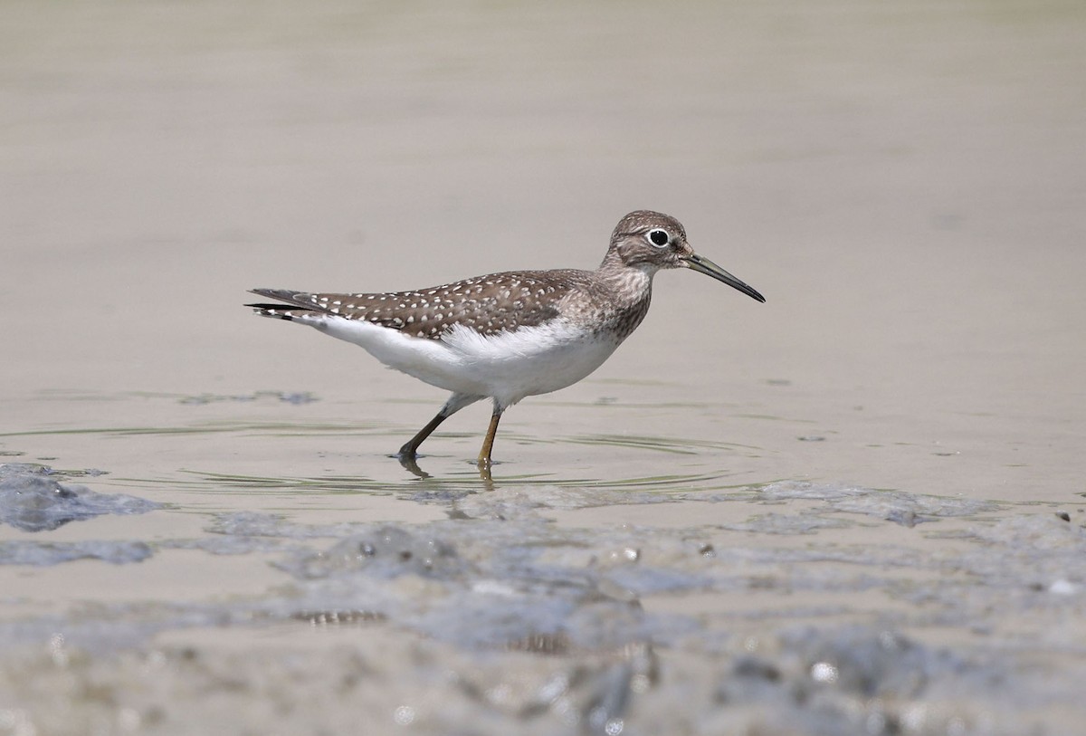 Solitary Sandpiper (solitaria) - ML640833759