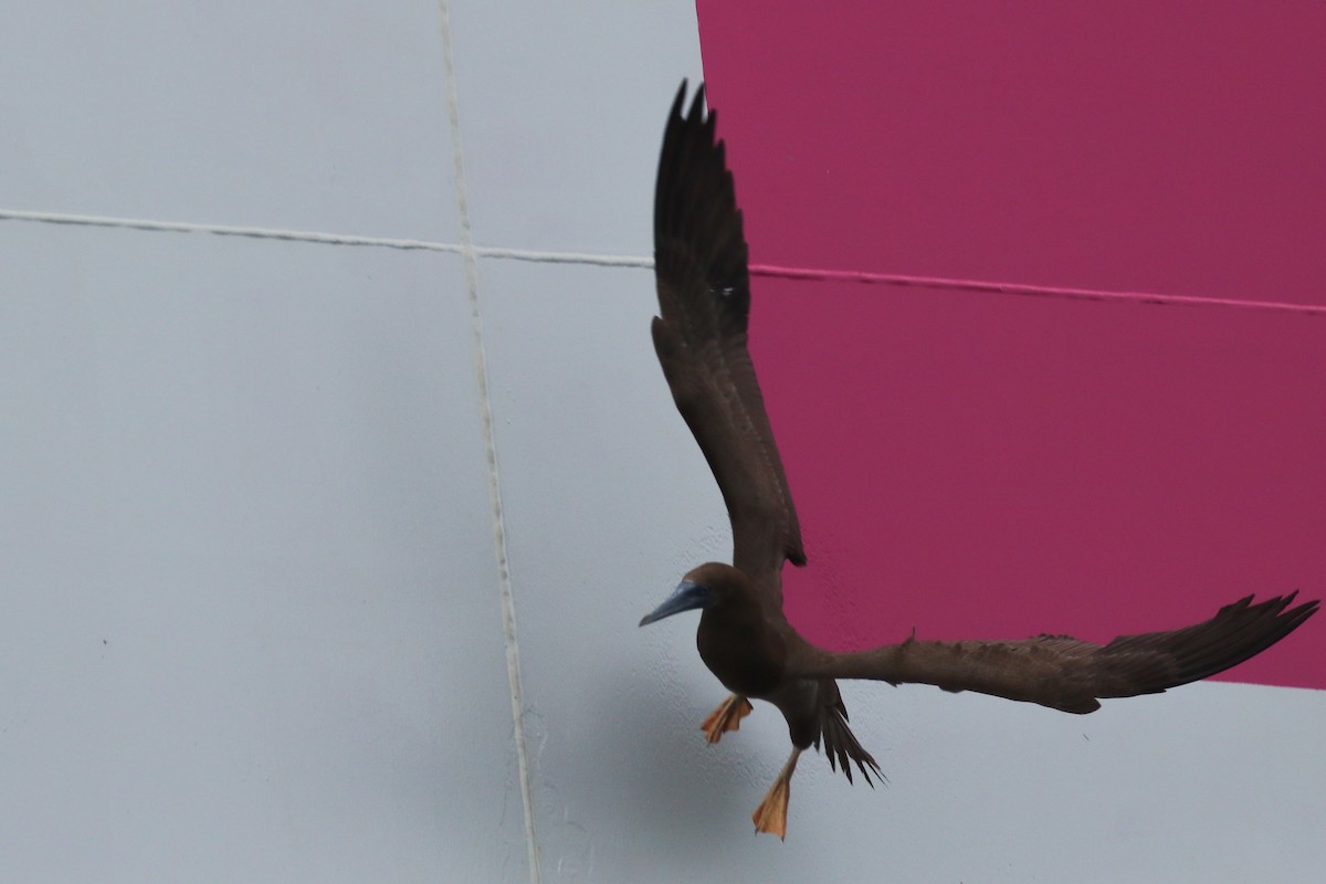 Brown Booby - ML640833799
