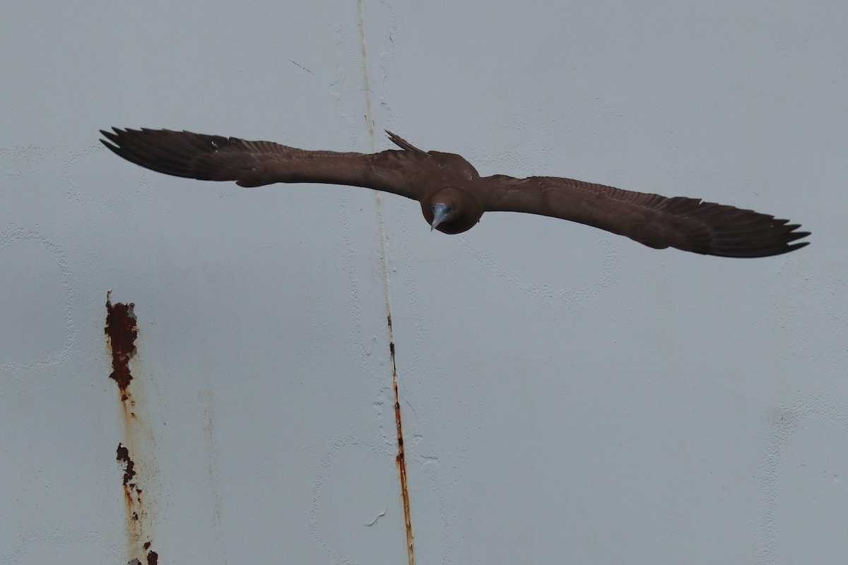 Brown Booby - ML640833801