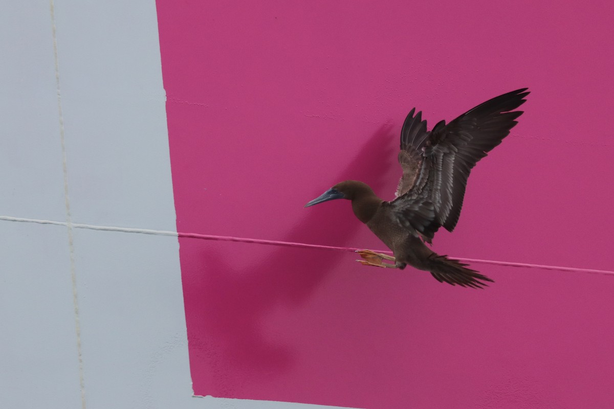 Brown Booby - ML640833802