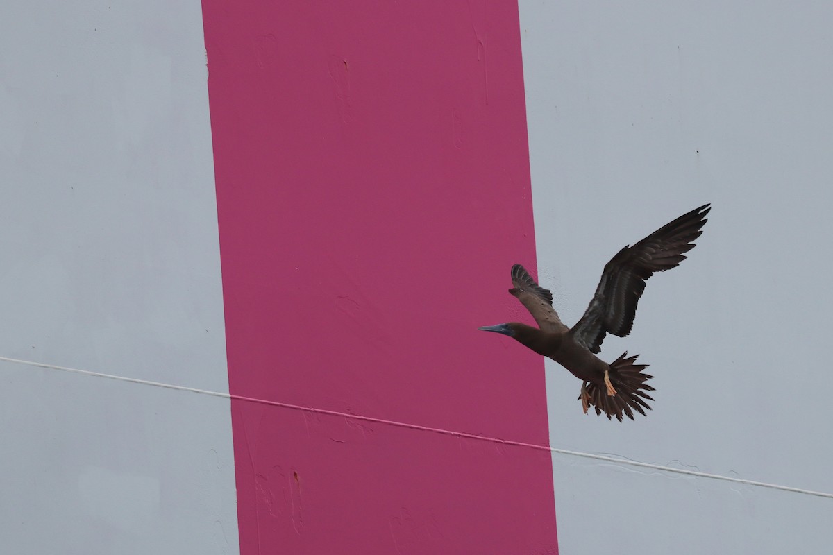 Brown Booby - ML640833803