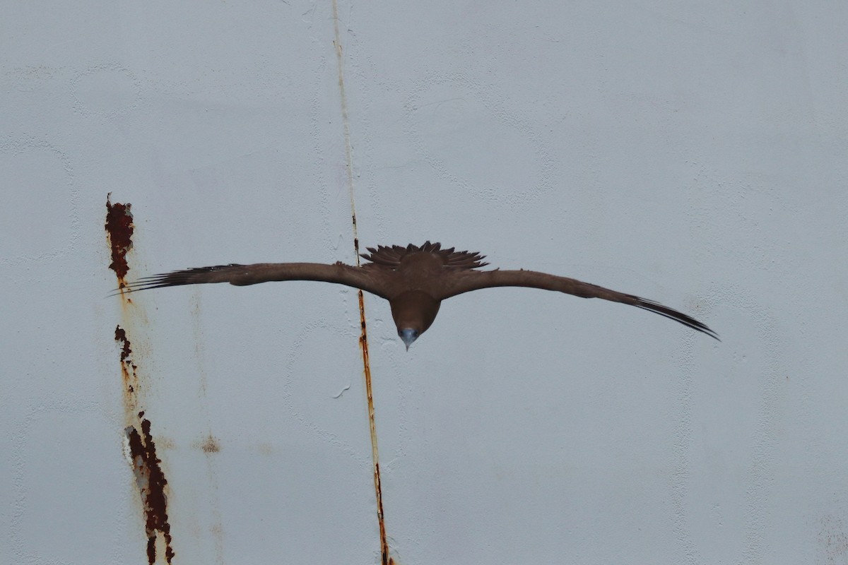 Brown Booby - ML640833804
