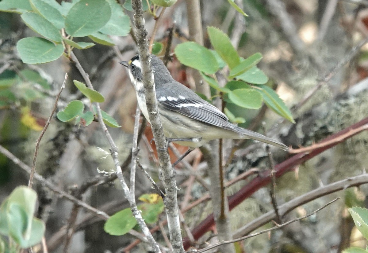 Black-throated Gray Warbler - ML640833859