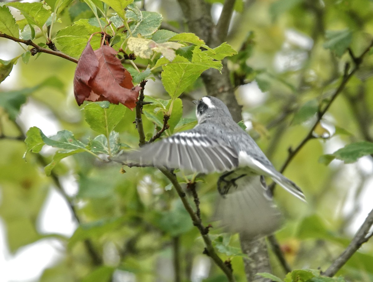 Black-throated Gray Warbler - ML640833860
