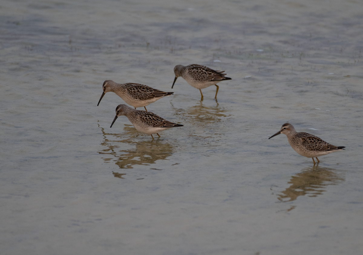 Stilt Sandpiper - ML640833866