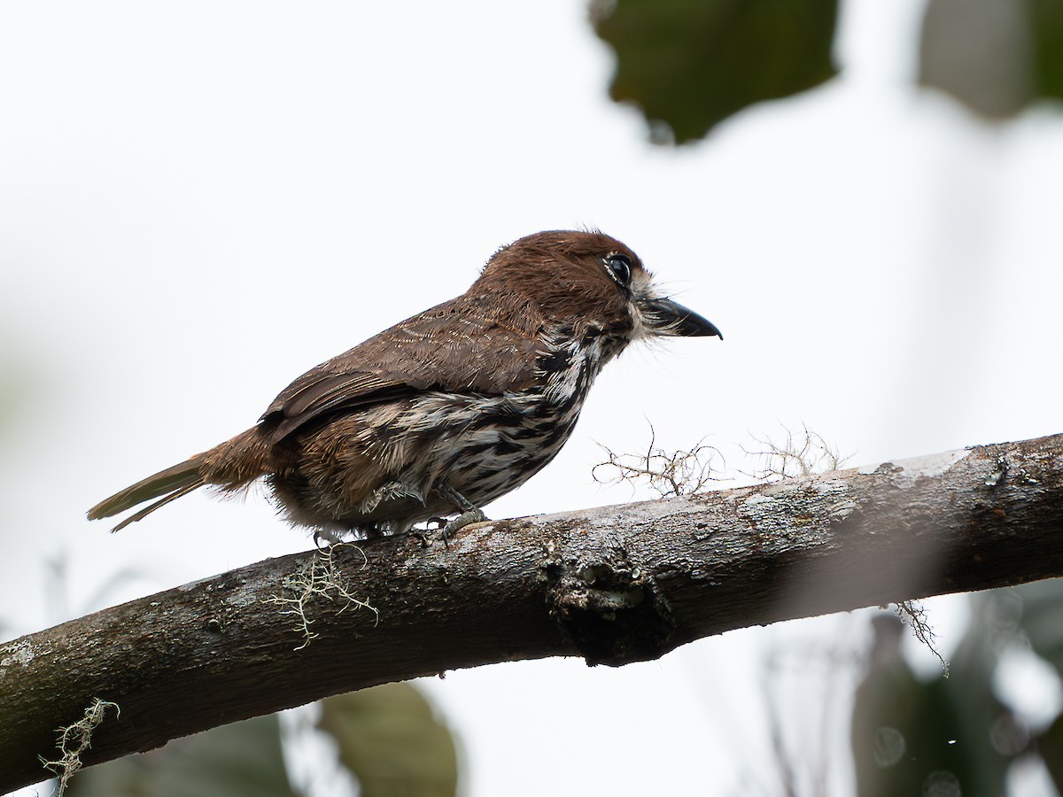 Lanceolated Monklet - ML640833978