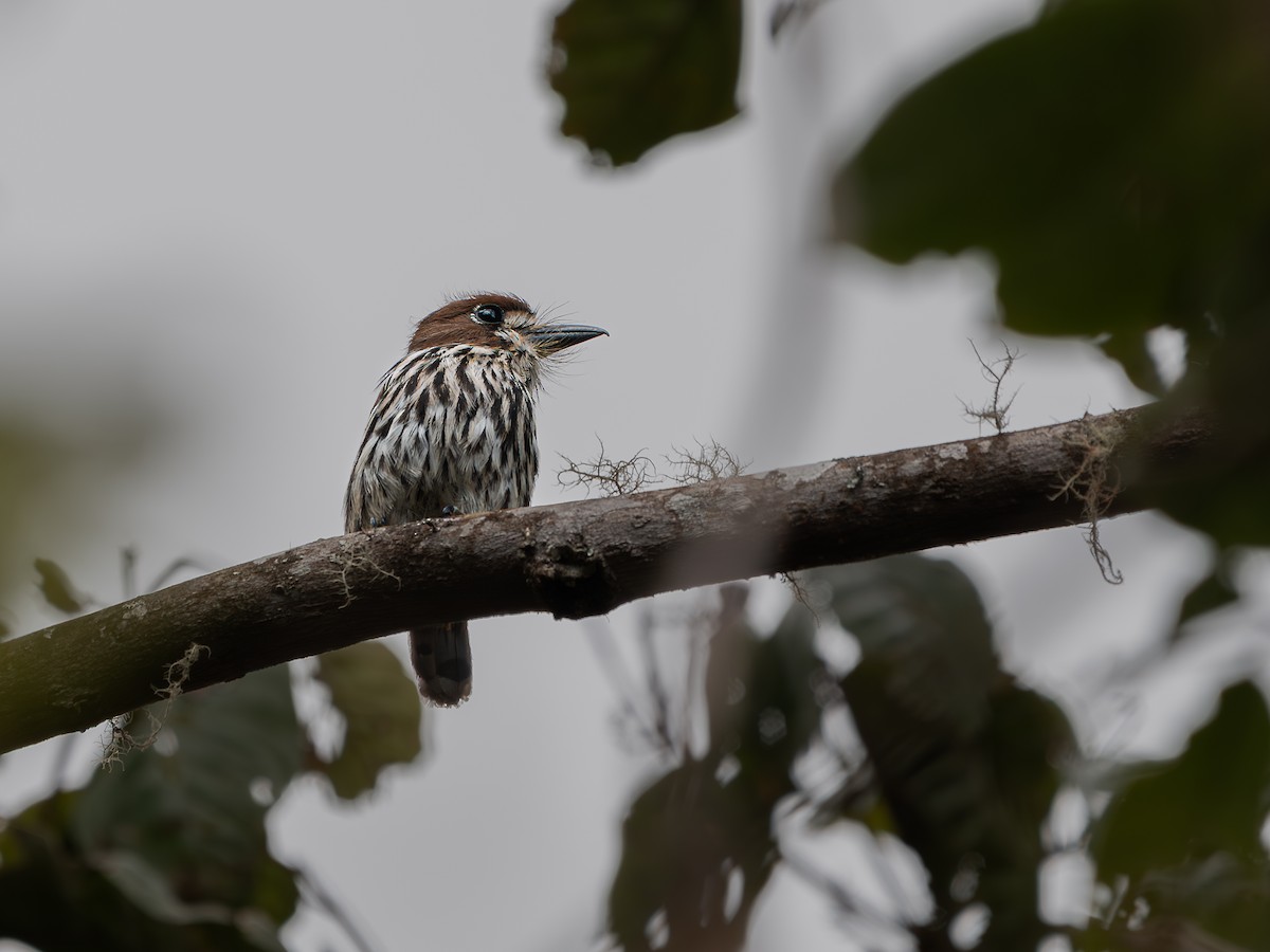 Lanceolated Monklet - ML640833979