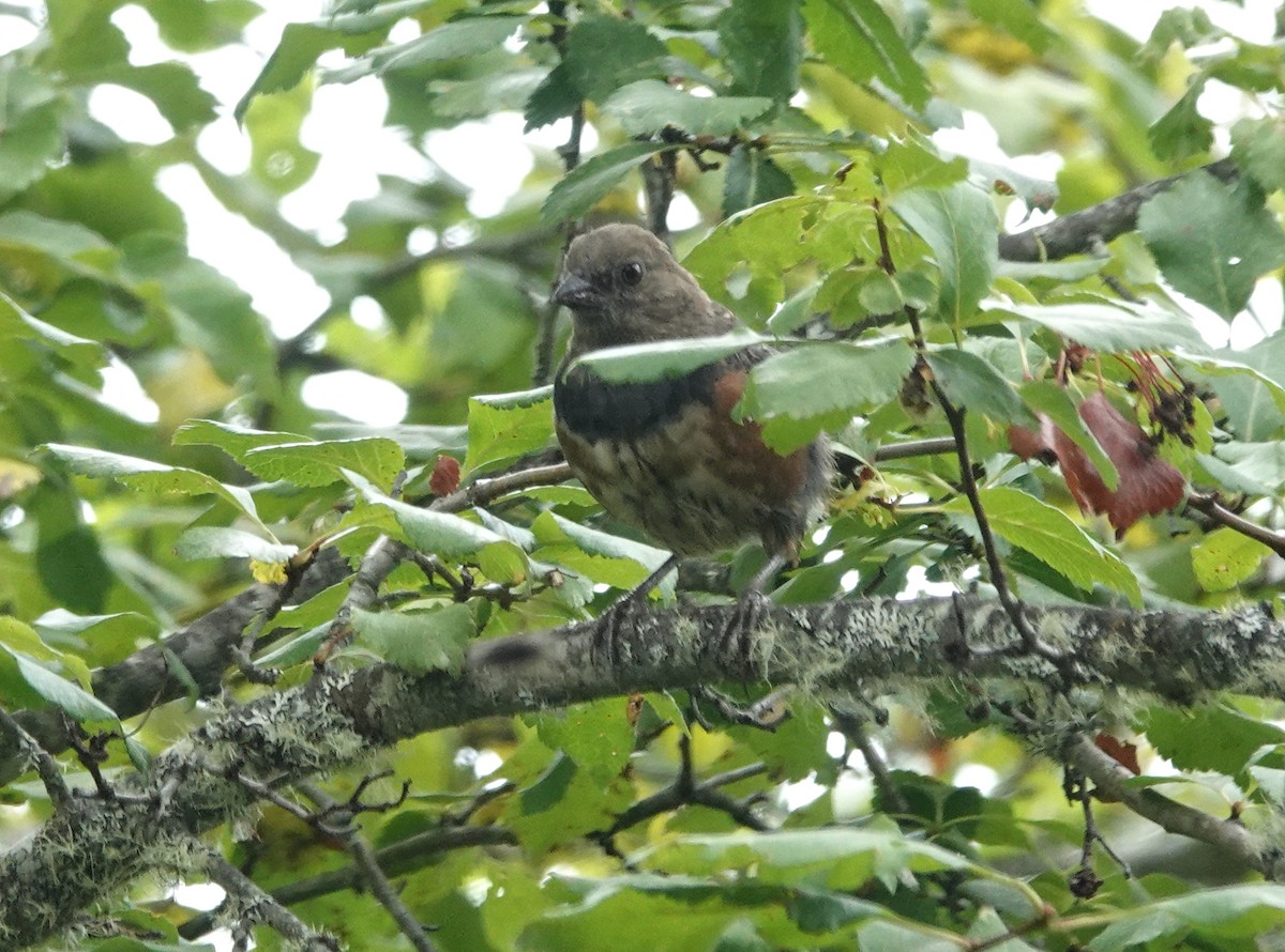 Spotted Towhee (oregonus Group) - ML640834012