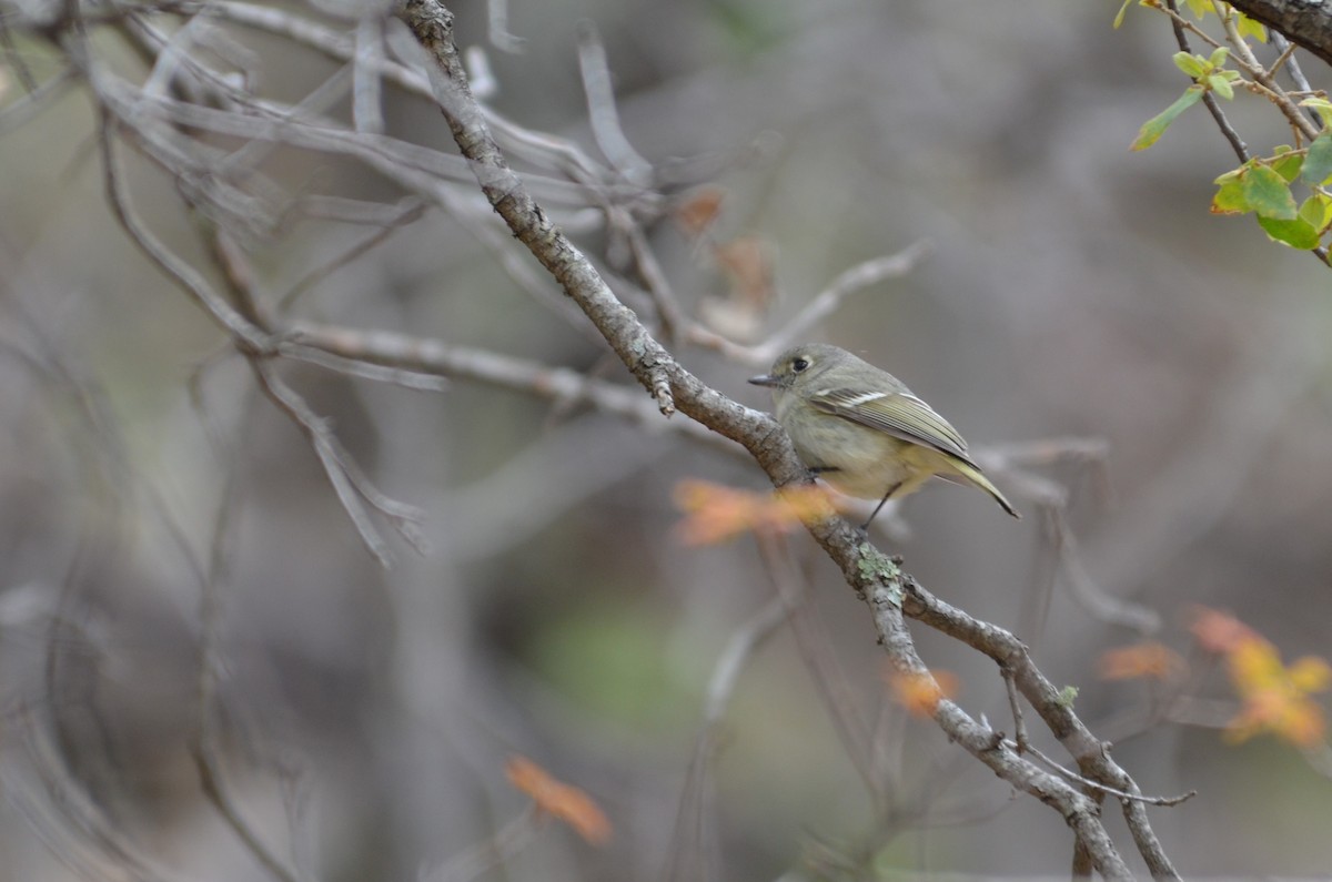 Hutton's Vireo - ML640834046
