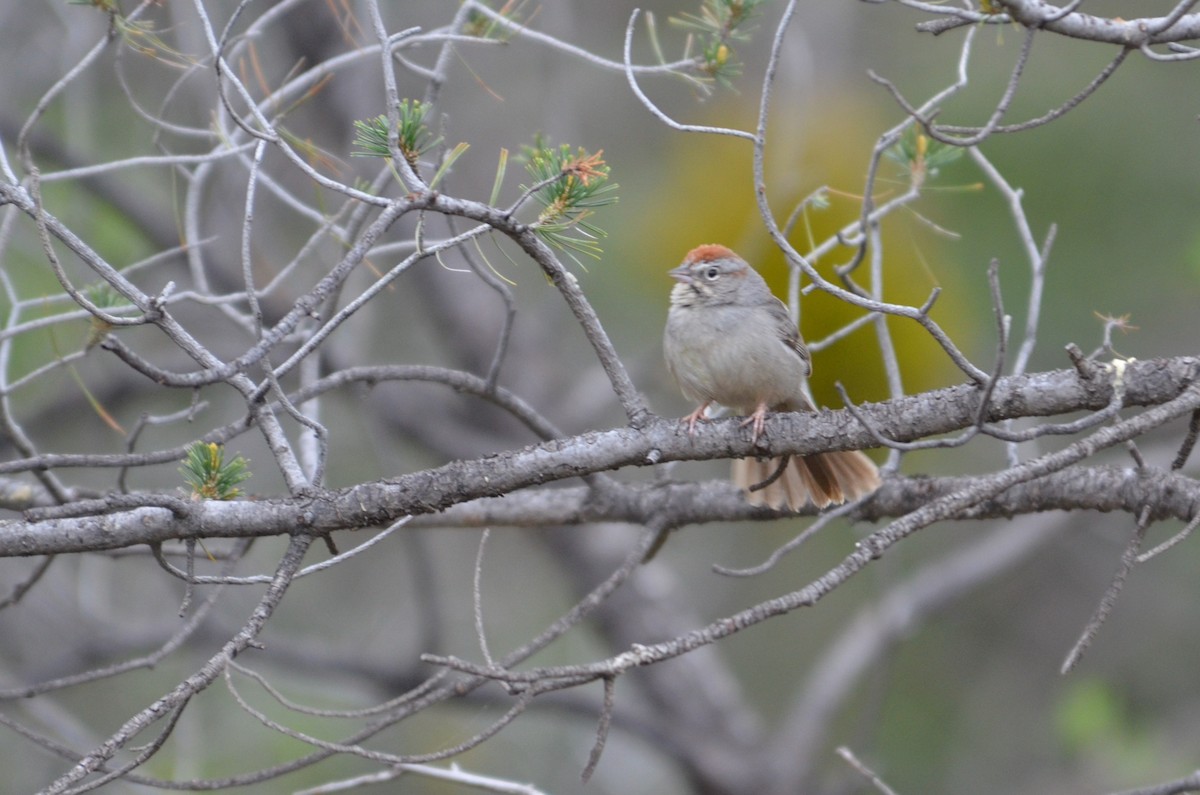 Rufous-crowned Sparrow - ML640834055