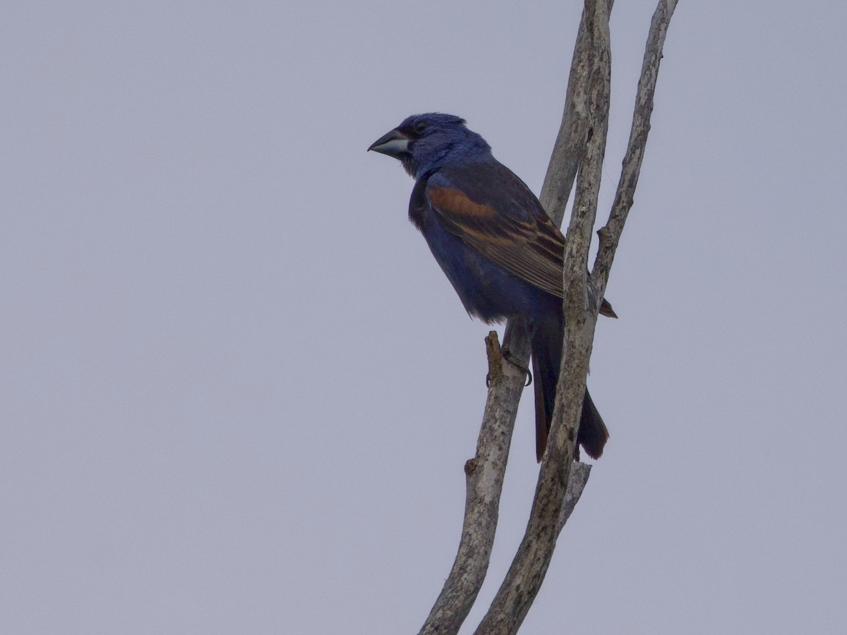 Blue Grosbeak - ML640834062