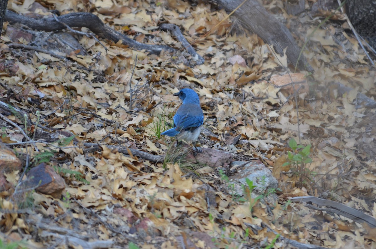 Mexican Jay - ML640834118