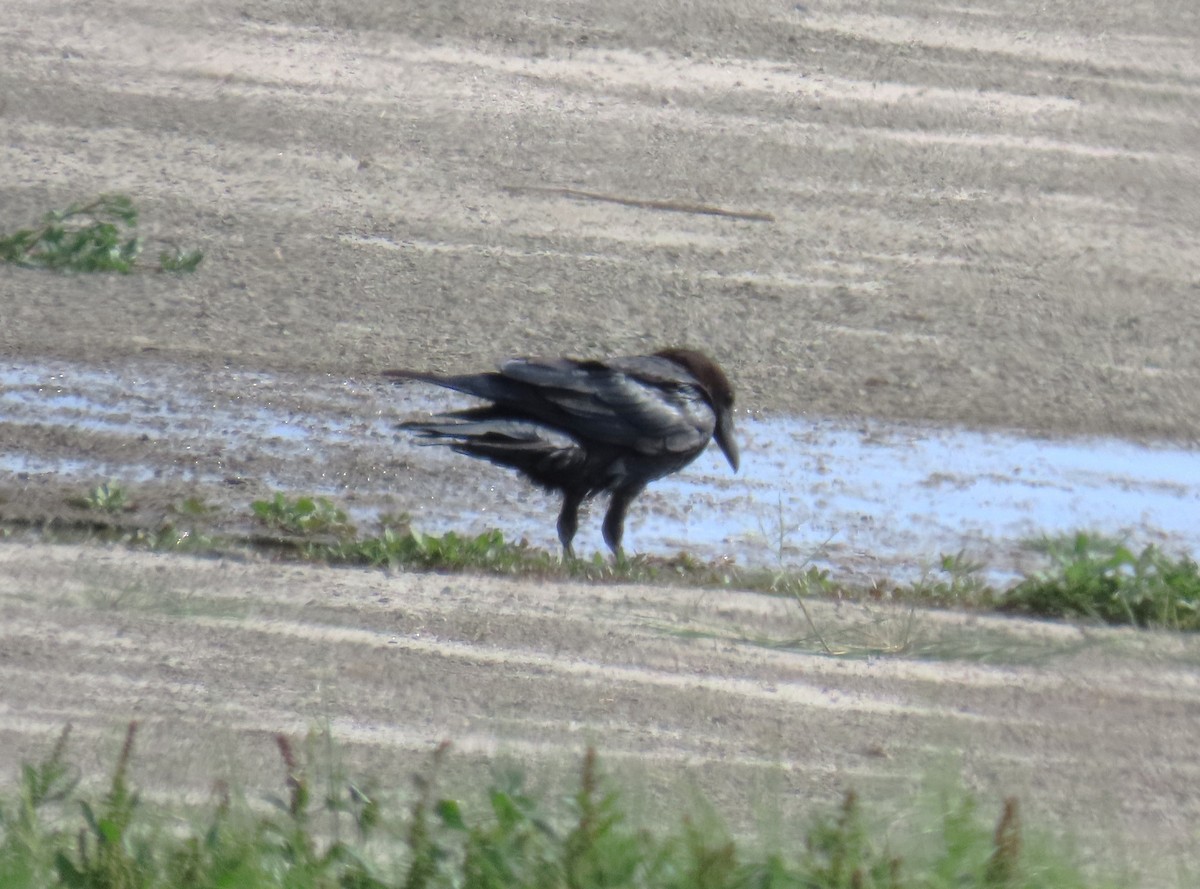 kaktusravn - ML640834133