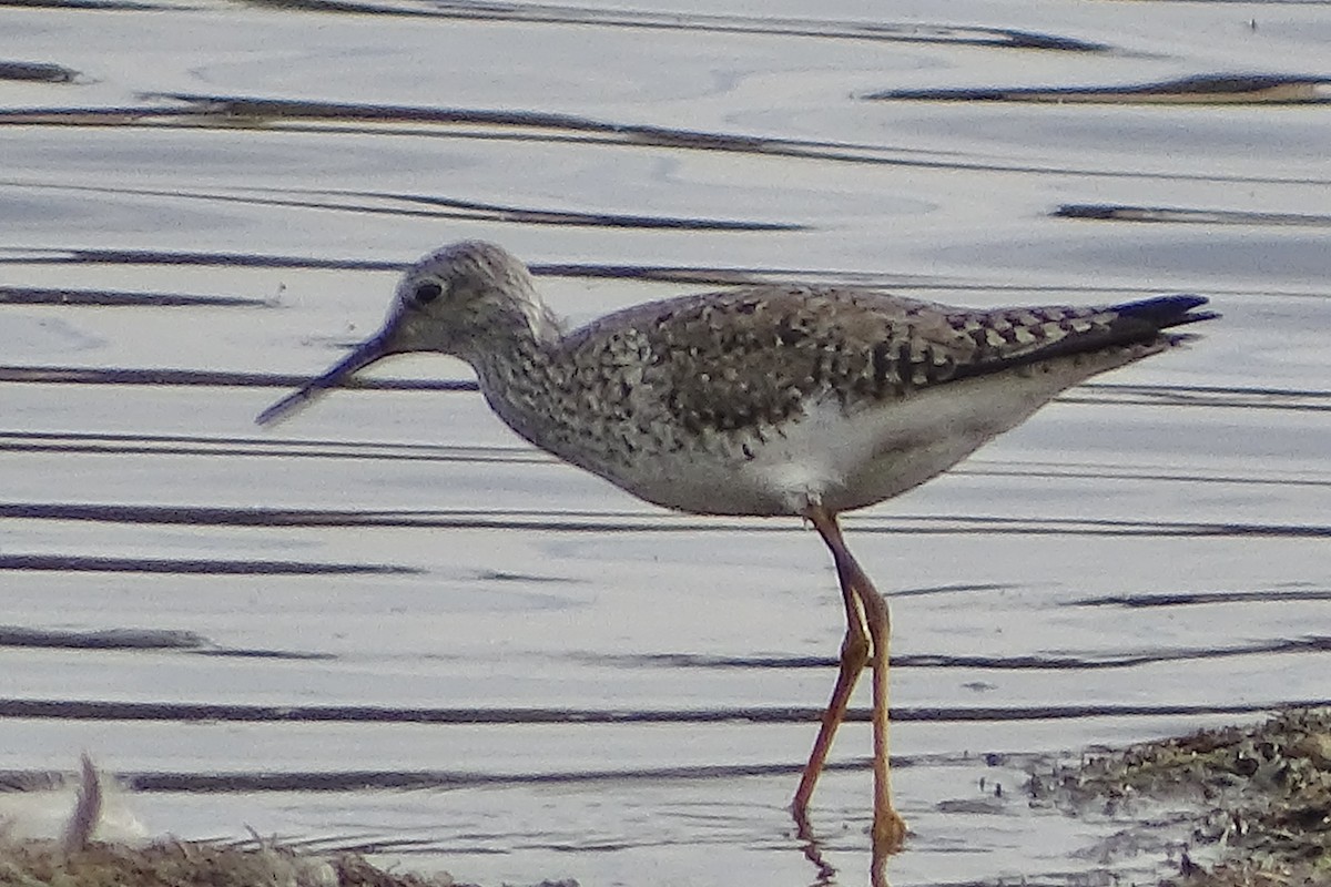 gulbeinsnipe/plystresnipe - ML640834271