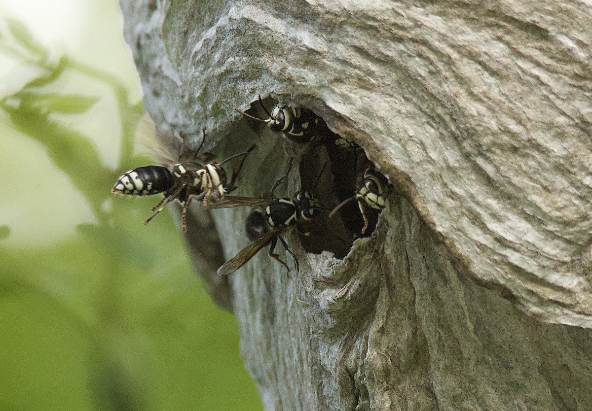 Insects - ML640834327