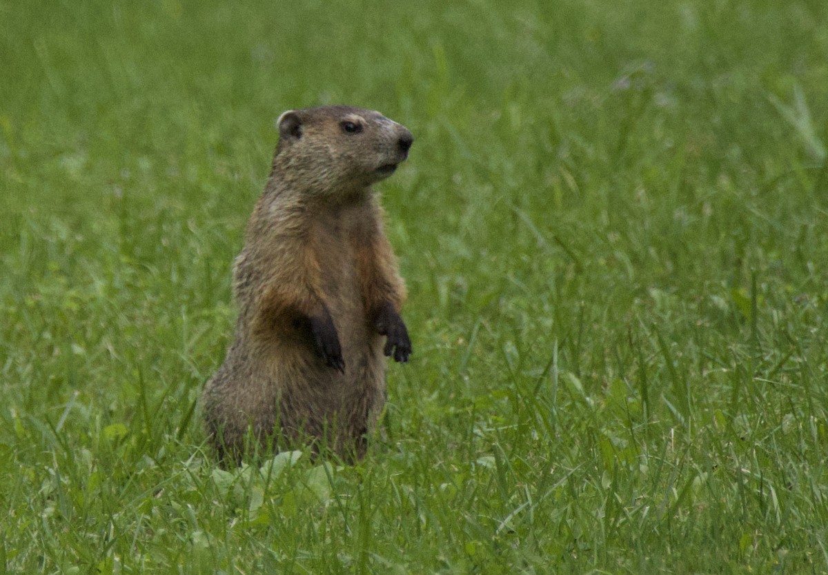 Groundhog - ML640834352