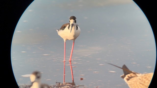 Black-necked Stilt (Black-necked) - ML640834362