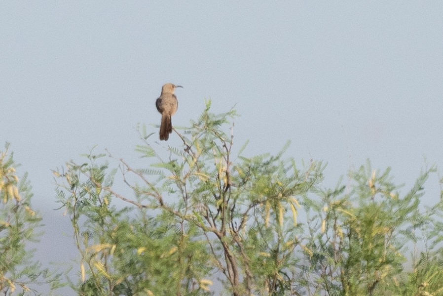 LeConte's Thrasher - ML640834363