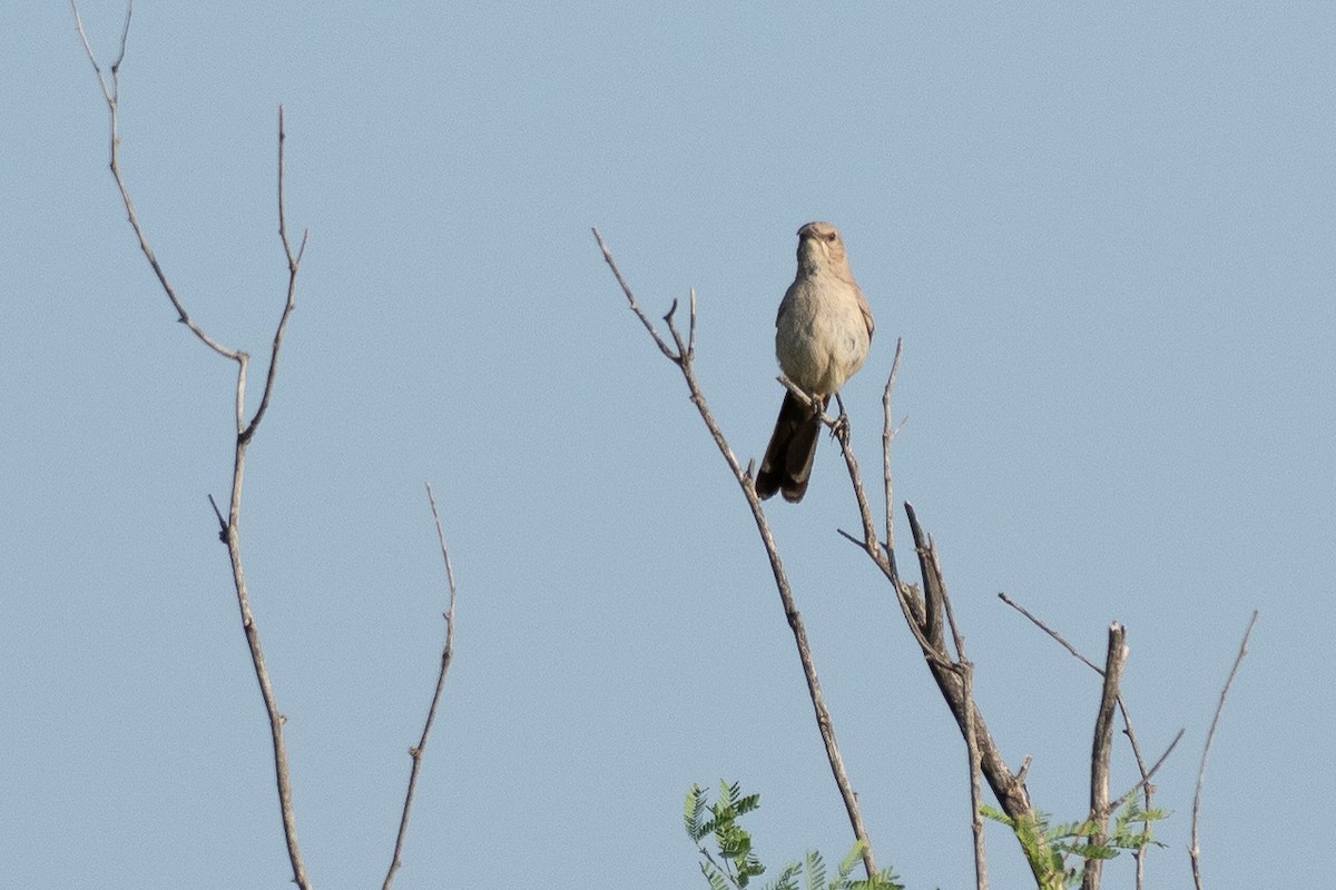 LeConte's Thrasher - ML640834364