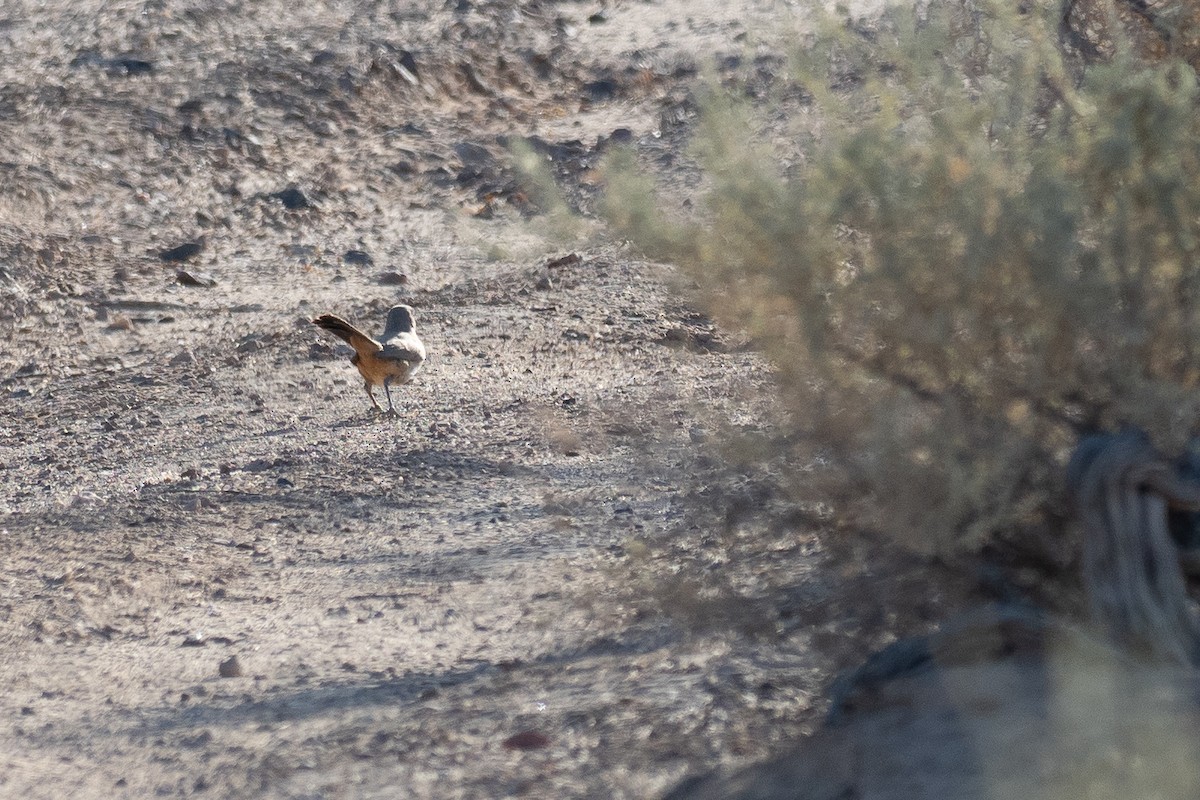 LeConte's Thrasher - ML640834365