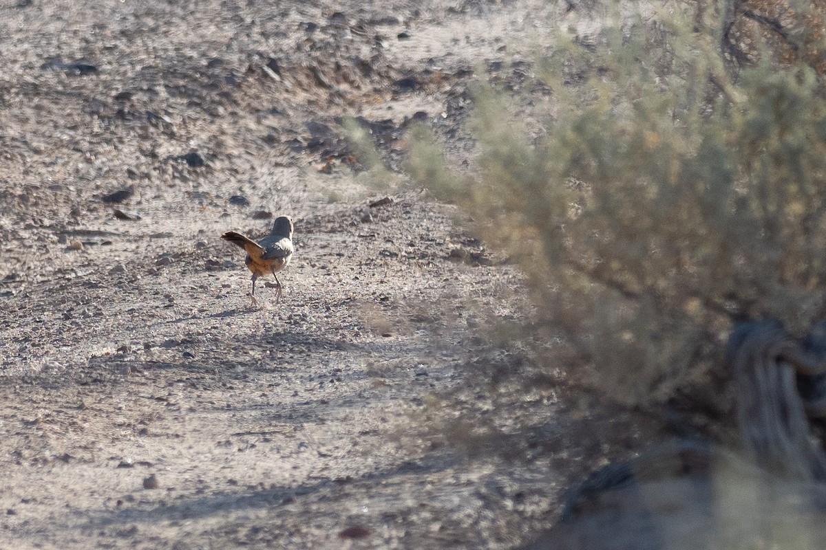 LeConte's Thrasher - ML640834366