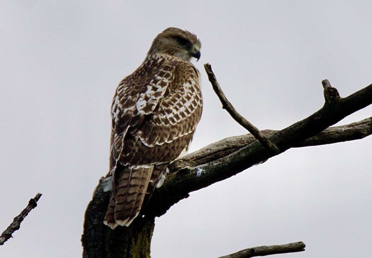 Red-tailed Hawk - ML640834371