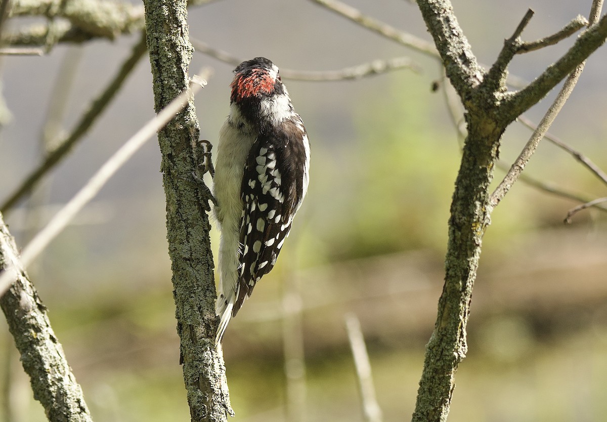 Downy Woodpecker (Eastern) - ML640834378