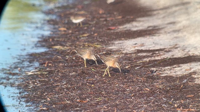 Short-billed Dowitcher - ML640834382