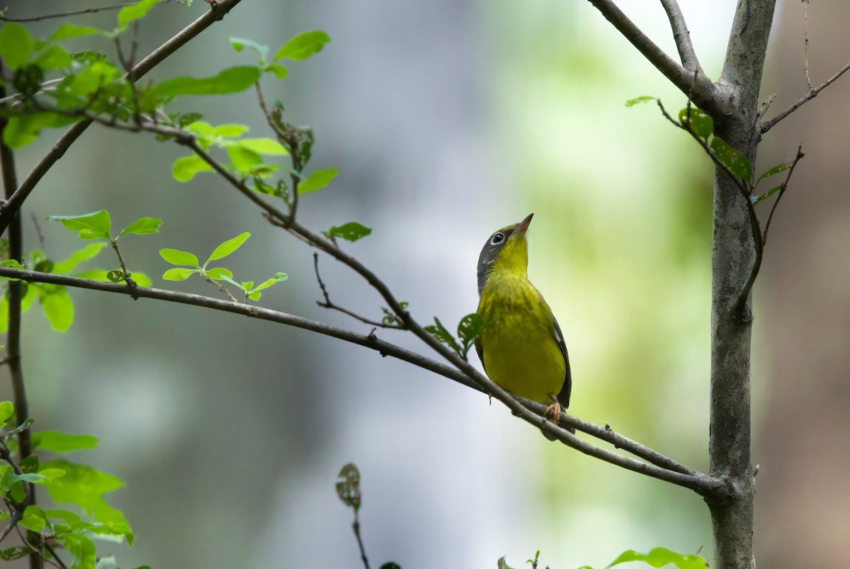 Paruline du Canada - ML640834425
