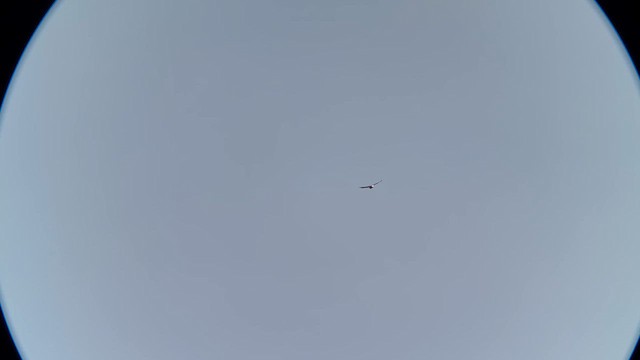 Pygargue à tête blanche - ML640834475