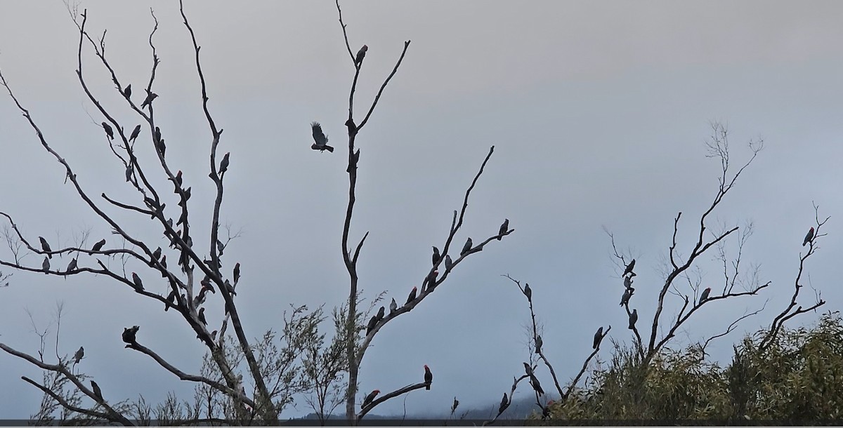 Gang-gang Cockatoo - ML640834504