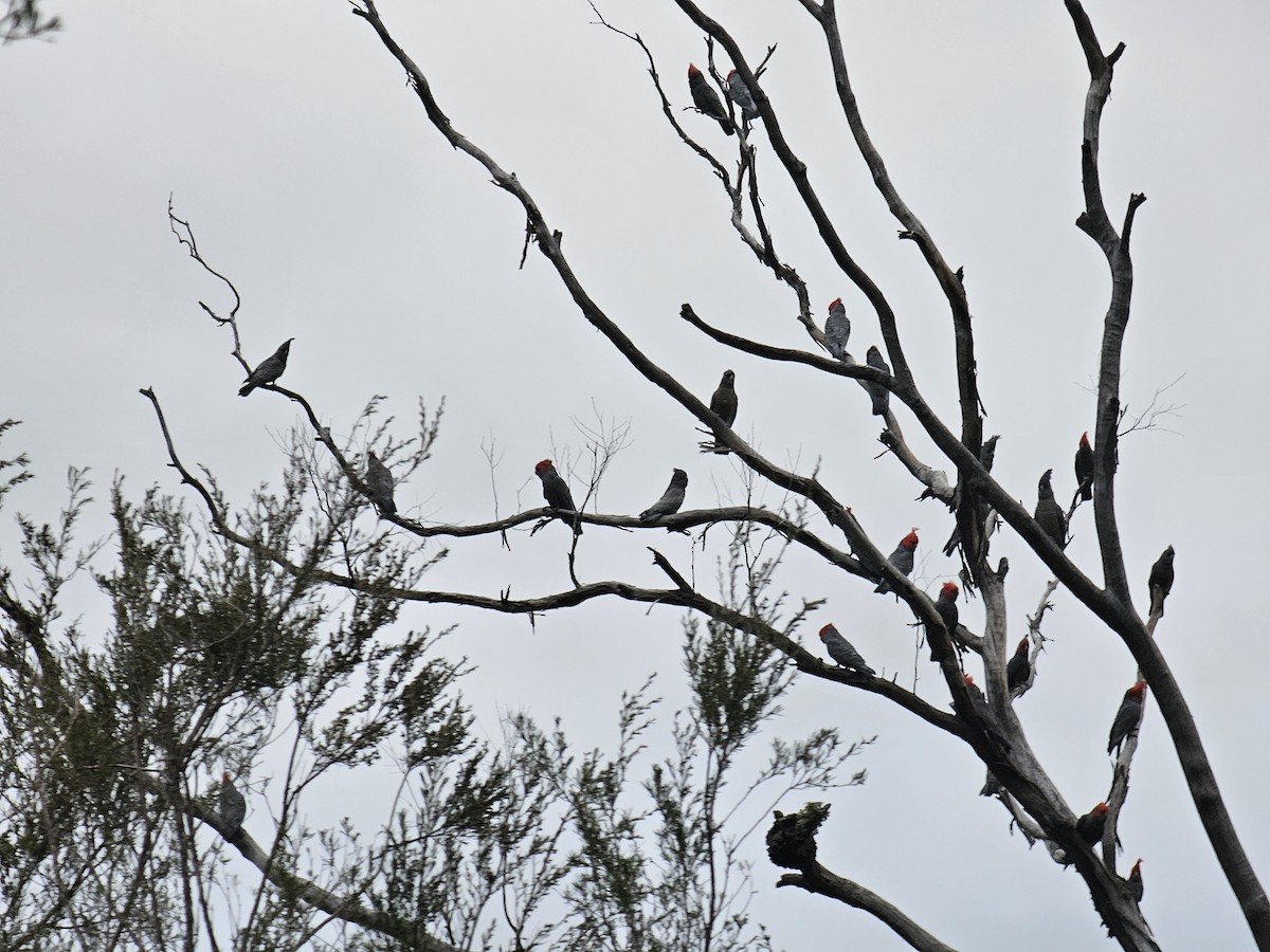 Gang-gang Cockatoo - ML640834505