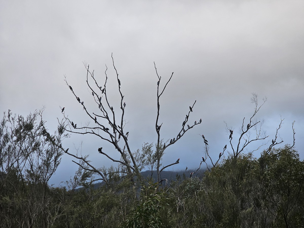 Gang-gang Cockatoo - ML640834506