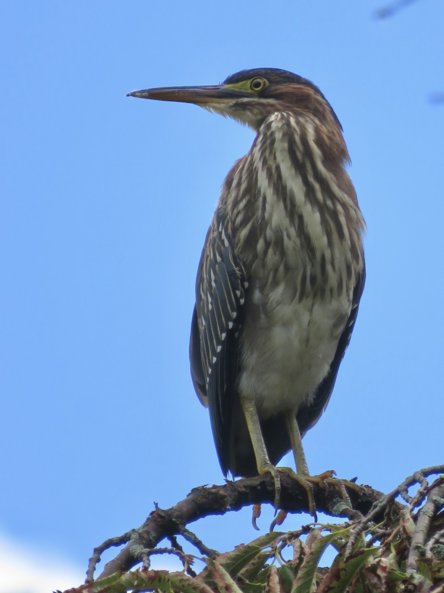 grønnrygghegre - ML640834518