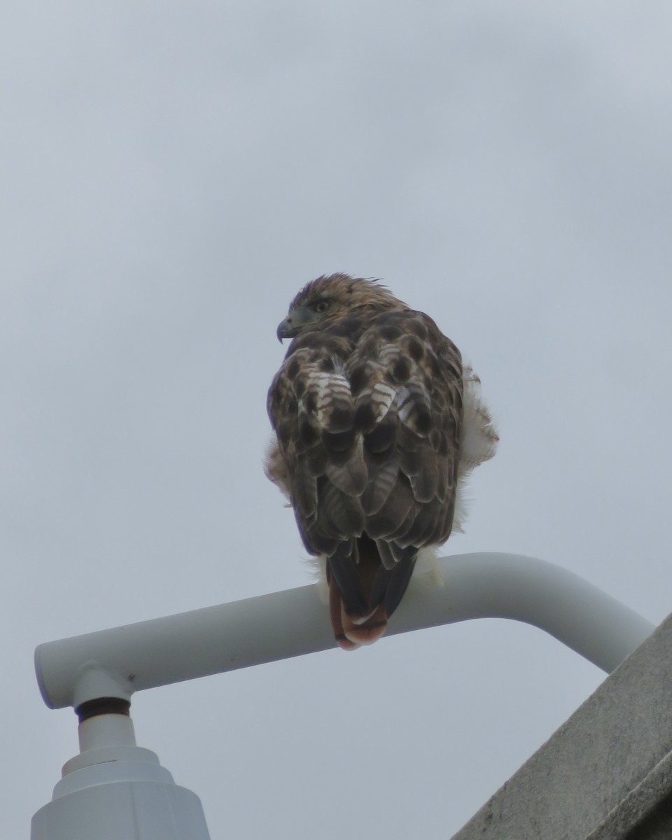 rødstjertvåk - ML640834526