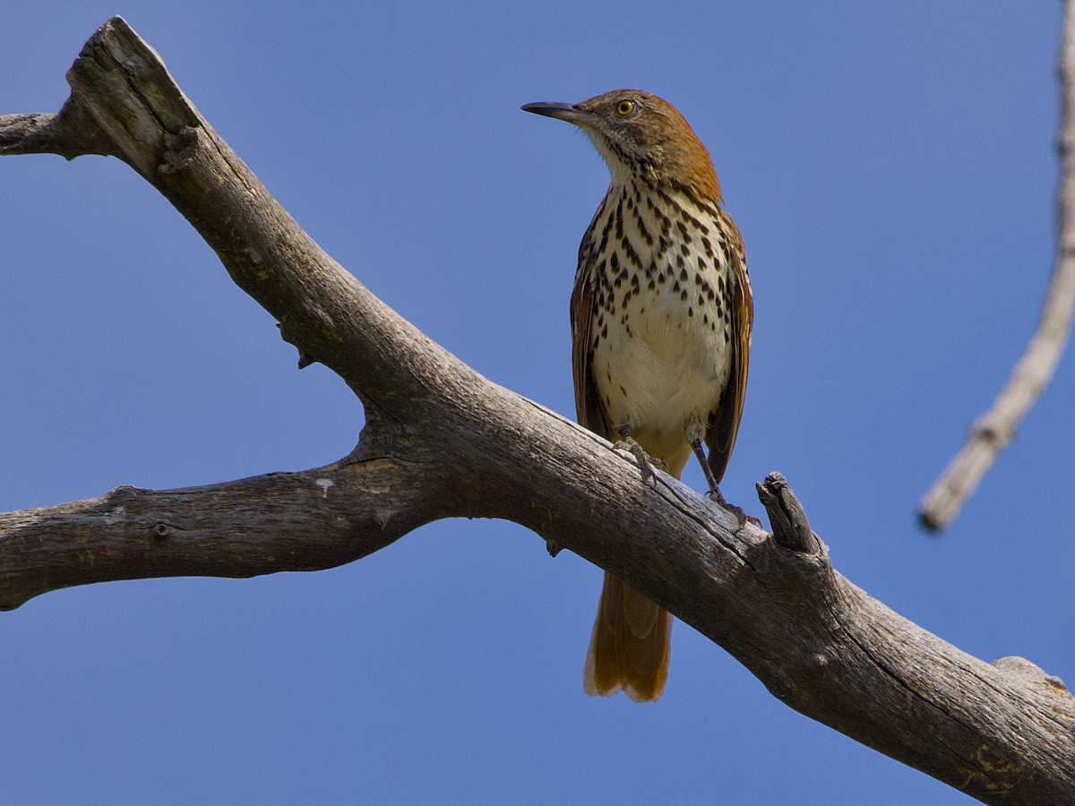Brown Thrasher - ML640834551