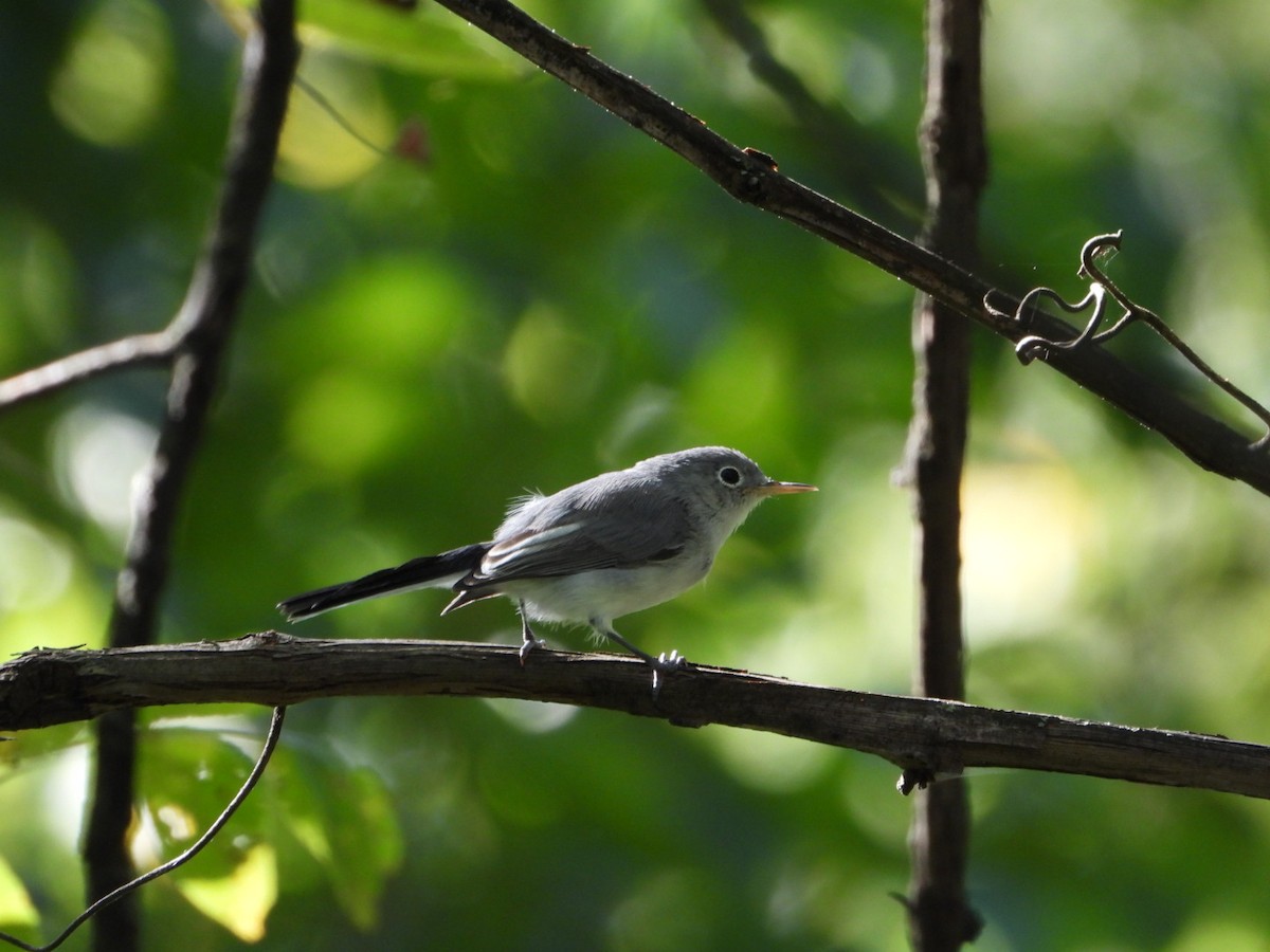 Blue-gray Gnatcatcher - ML640834627