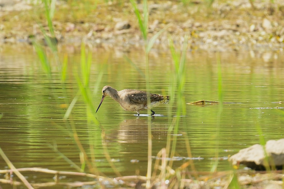 Hudsonian Godwit - ML640834628