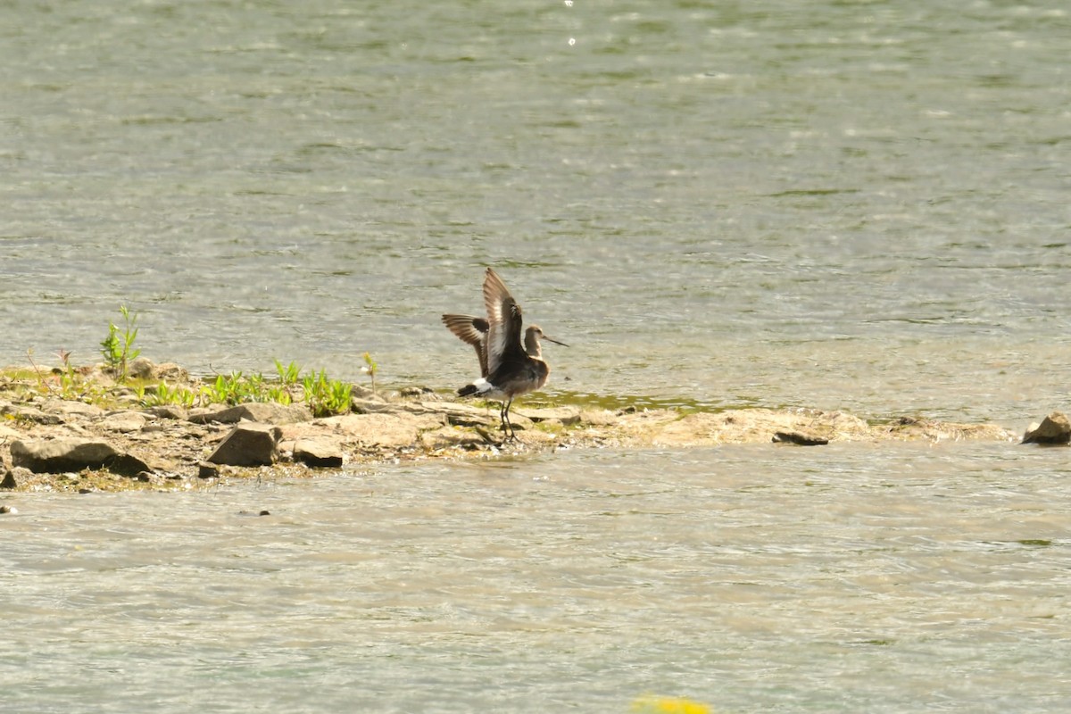 Hudsonian Godwit - ML640834651