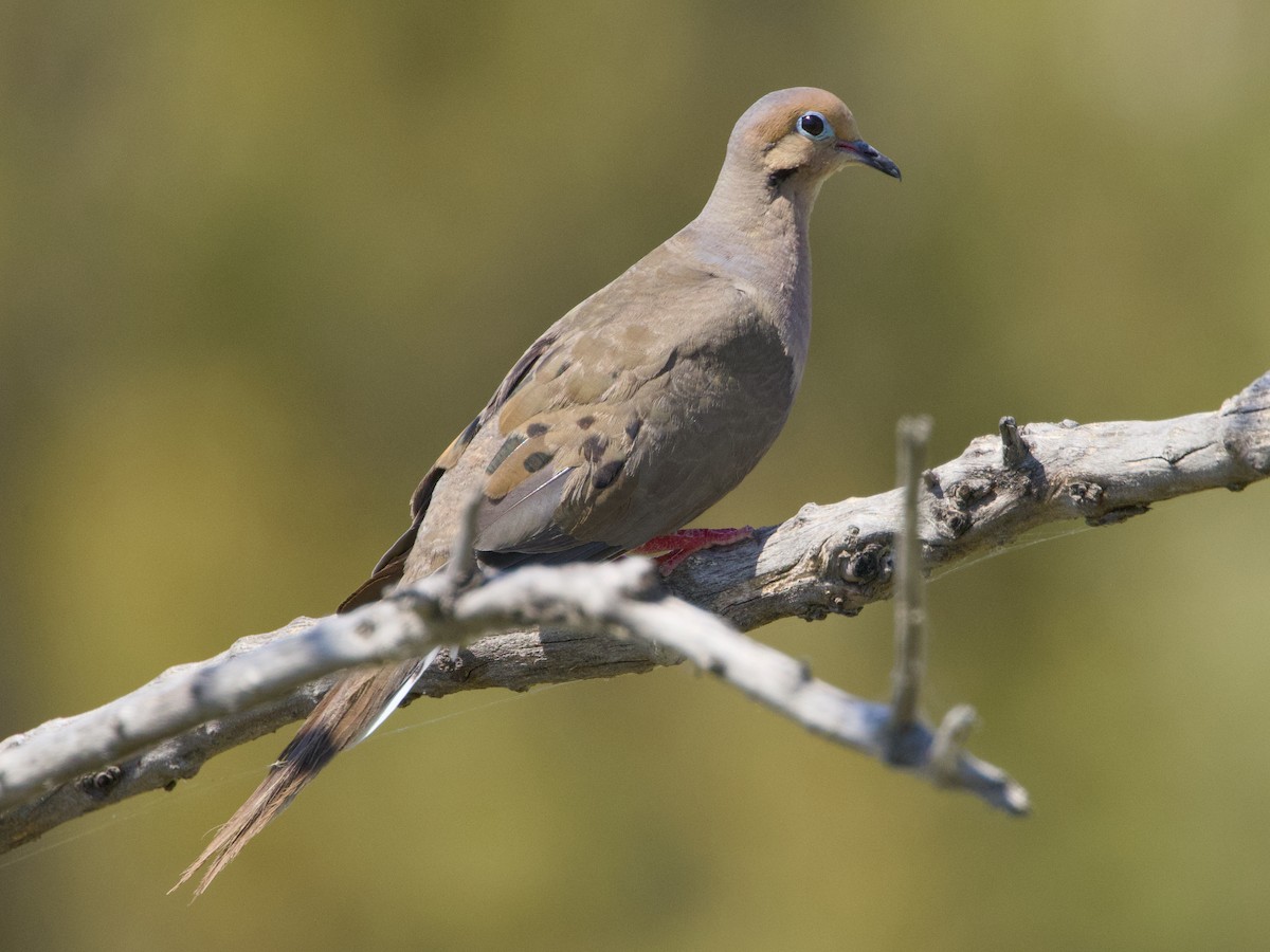 Mourning Dove - ML640834717