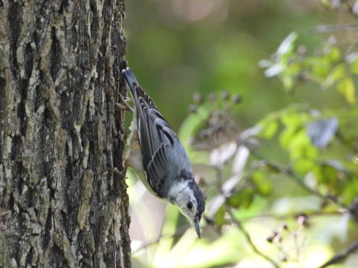 White-breasted Nuthatch - ML640834744