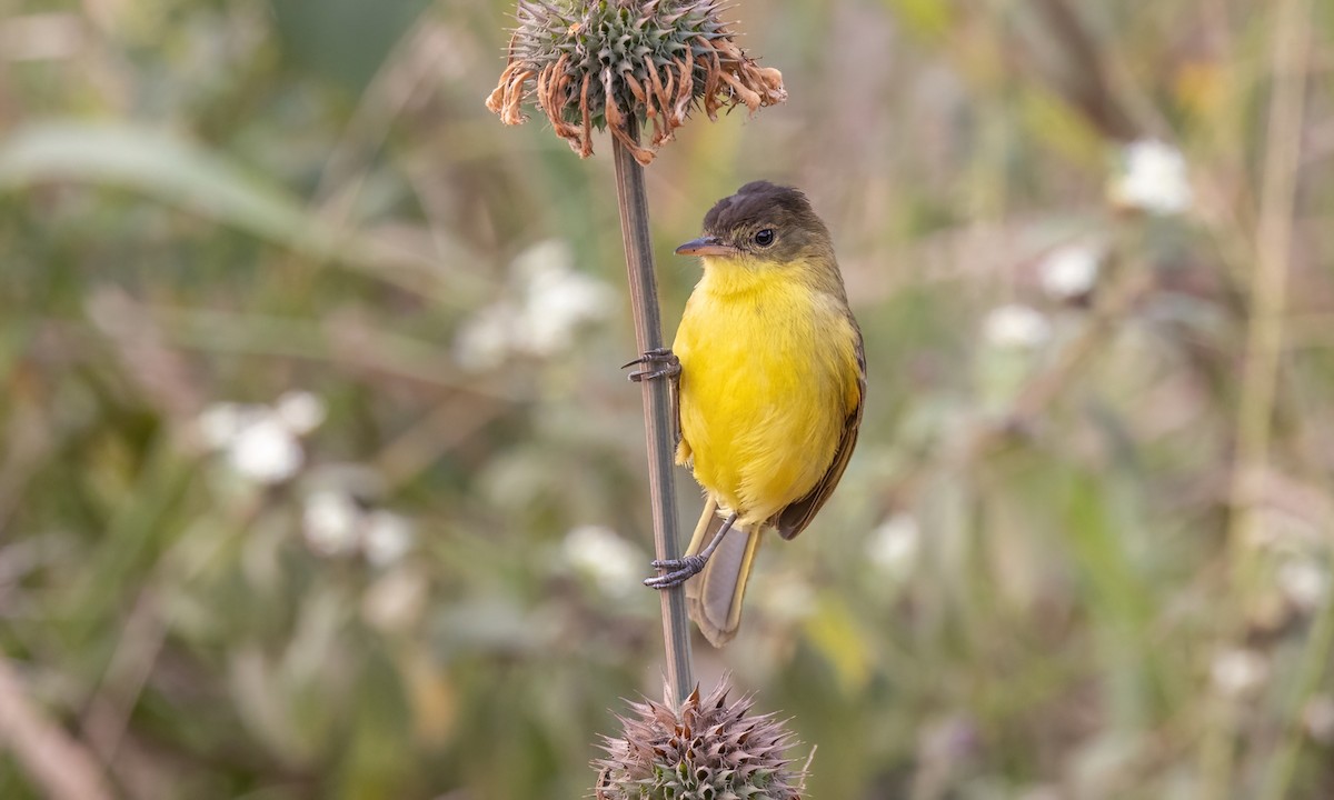 African Yellow-Warbler - ML640834761