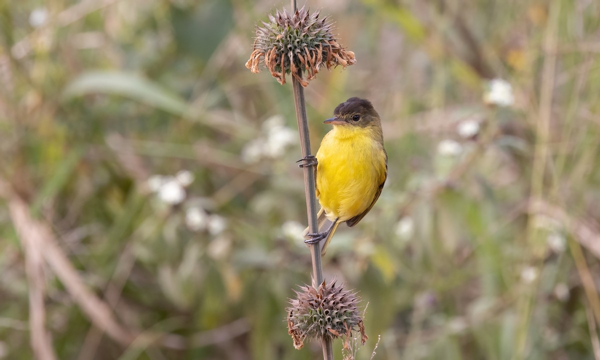 African Yellow-Warbler - ML640834762