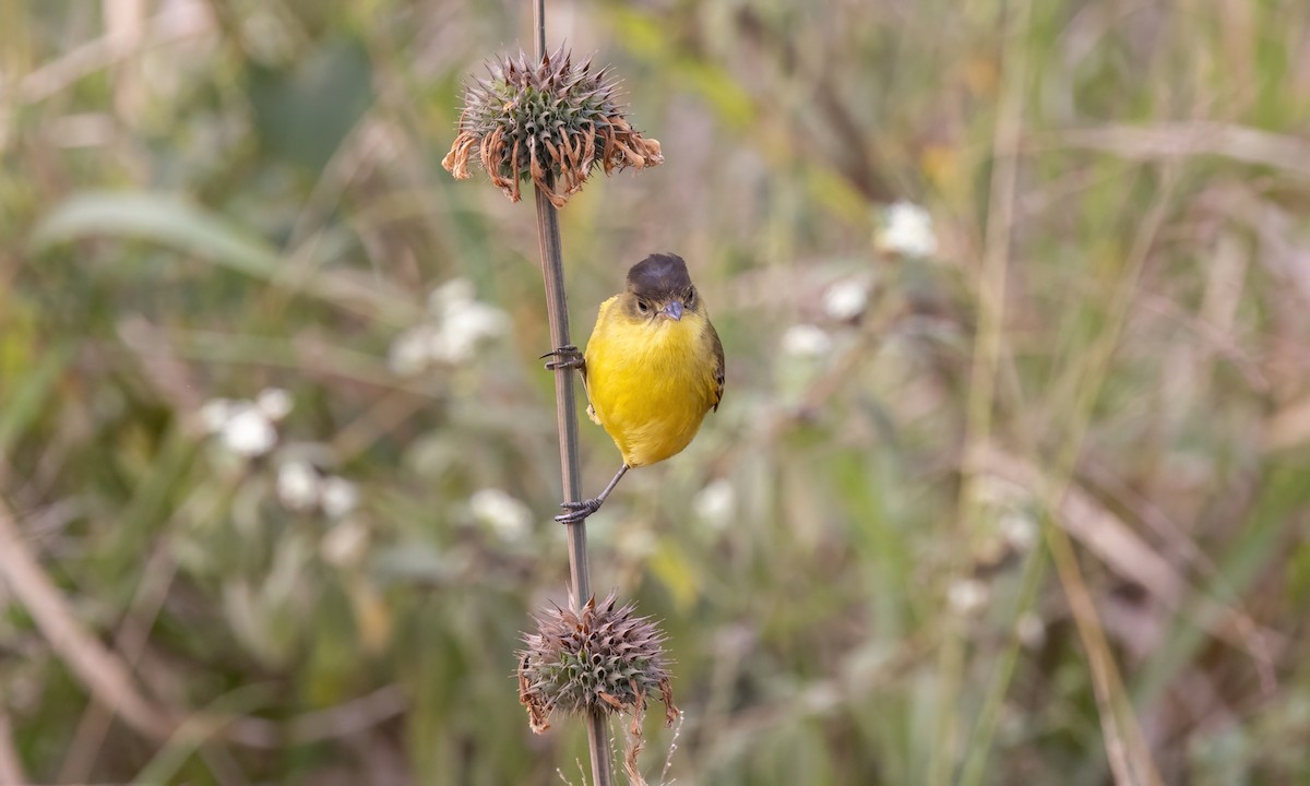 African Yellow-Warbler - ML640834763