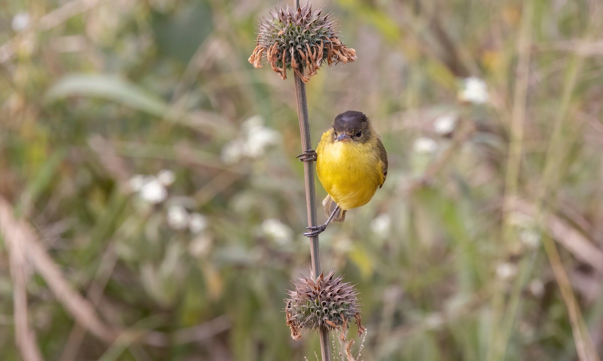 African Yellow-Warbler - ML640834764